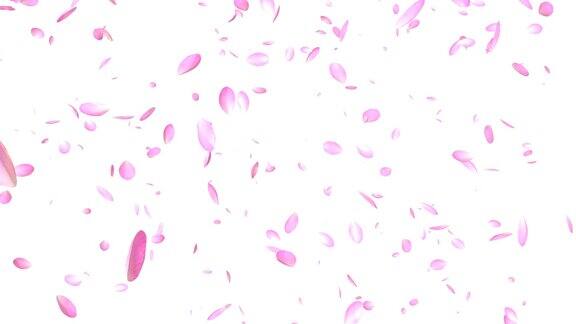 粉红花瓣飞舞映衬着白色