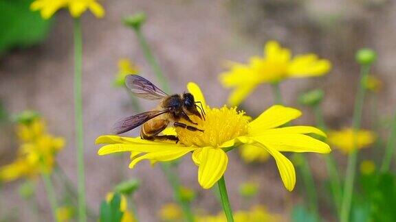 蜜蜂为黄花授粉