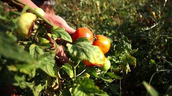 年轻的农民正在检查准备收获的番茄作物