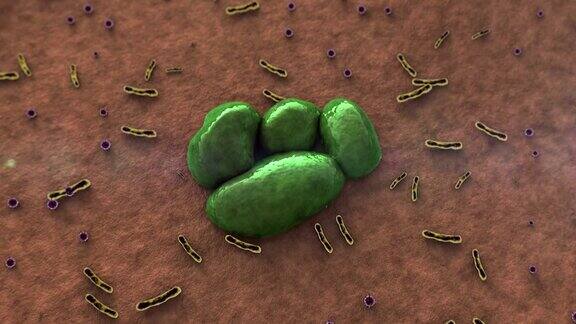 病毒细菌真菌