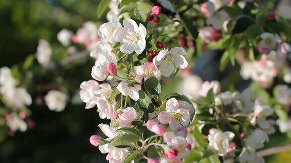 苹果树上开着白色和粉红色的花