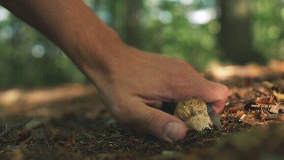在森林里采摘野生蘑菇