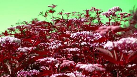 绿色天空上的迷幻抽象红花