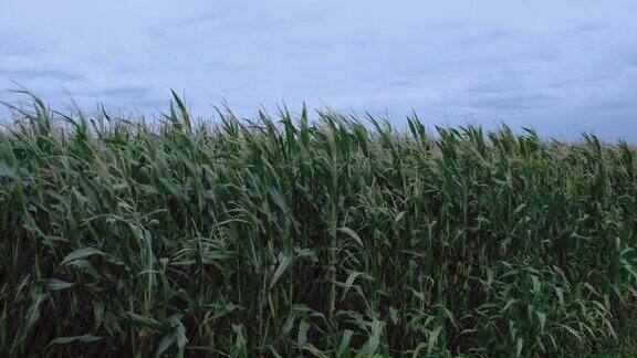 在倾盆大雨的时候玉米在风中移动