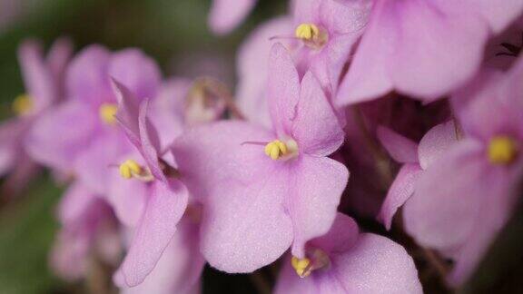 亮粉色的Saintpaulia非洲紫罗兰小花4K2160p30fps超高清倾斜镜头-特写美丽的植物芽和叶子3840X2160超高清倾斜视频