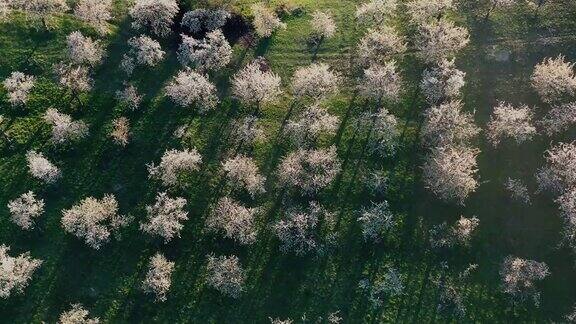 鸟瞰图樱花树果园在春天开花