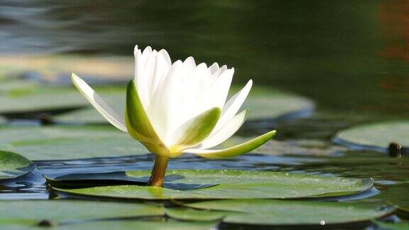 美丽的白色睡莲花漂浮在池塘上