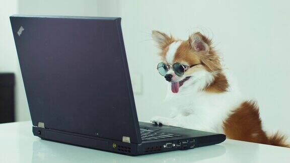 狗戴着眼镜看笔记本电脑