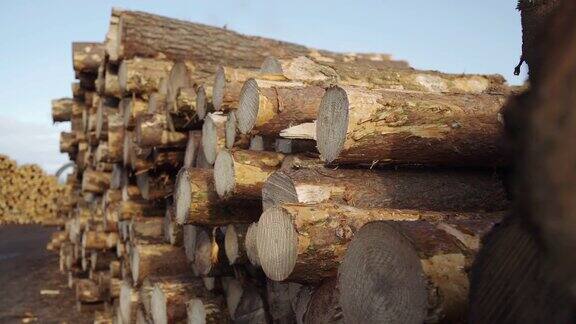 摄影车拍摄了新砍下的成堆的原木工业用木材储存倒下的树干全景式的木柴砍伐树干原木堆放准备木工工厂