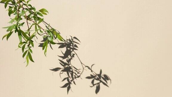 树叶和阴影在中性色的墙壁上植物的影子背景枝花叶在米色工作室背景产品展示最小的广告模型时髦的叠加效应