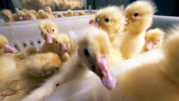 小鸭子们正熙熙攘攘地试图从集装箱里出来家禽、家禽养殖、家禽产业