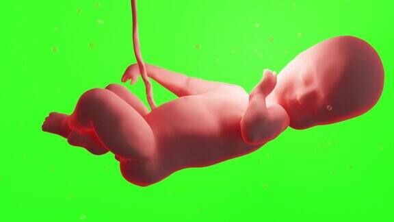 3d渲染医学上精确的人类胎儿在子宫内婴儿绿色背景