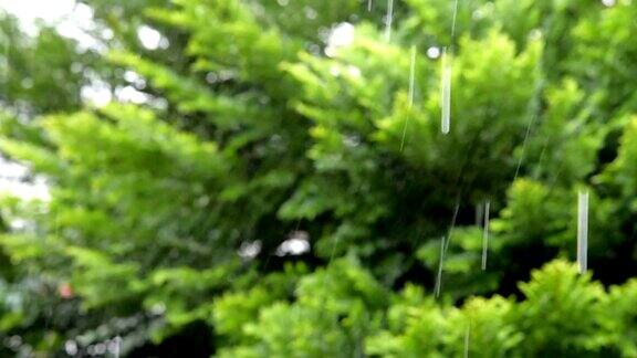 大雨伴着树木在风中摇曳