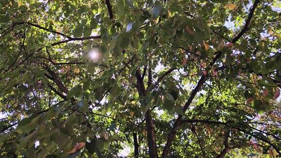 树冠在低风和阳光的照射下阳光透过树冠九月月色秋色慢镜头4k