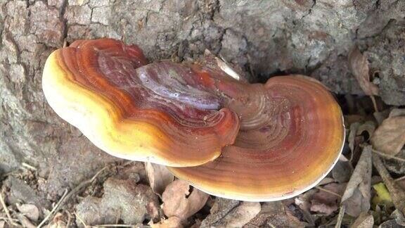 真菌生长在树桩上