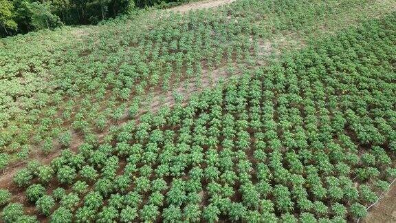 鸟瞰图木瓜种植园的农业背景