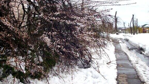 春天四月的反常天气暴风雪后倒下的树