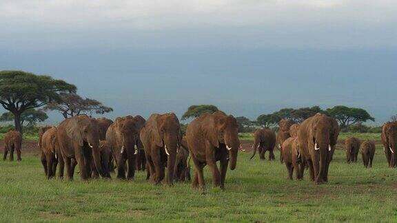 象群在散步和吃草