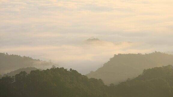 高清平移拍摄:森林与晨雾
