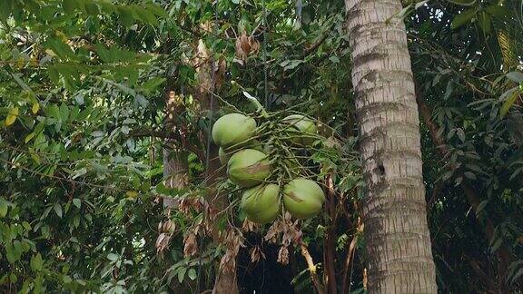 一堆从棕榈树上安全降落下来的椰子