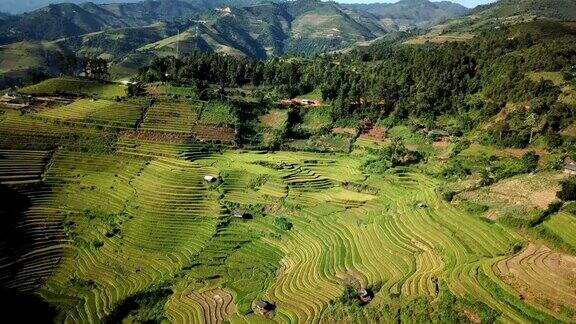 鸟瞰图稻田梯田全景山坡上种植水稻
