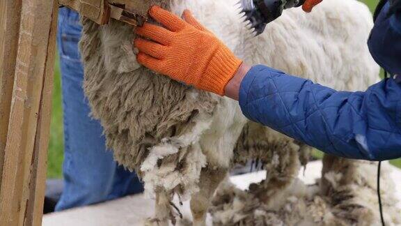 农民给绵羊剪羊毛农民正在给羊剪羊毛