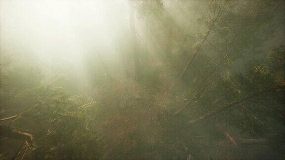 无人机冲破迷雾显示红杉和松树