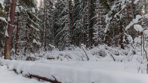 雪原森林树木被雪覆盖