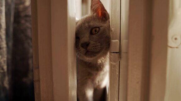 好奇的俄罗斯蓝猫试图穿过微微打开的门