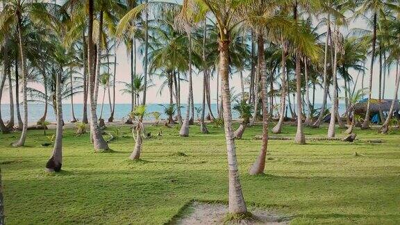 热带岛屿棕榈林鸟瞰图