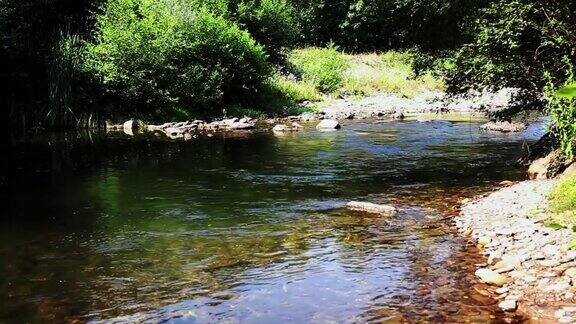 在一条平静的河流的岸边树叶和周围树木的绿色在水面上反射