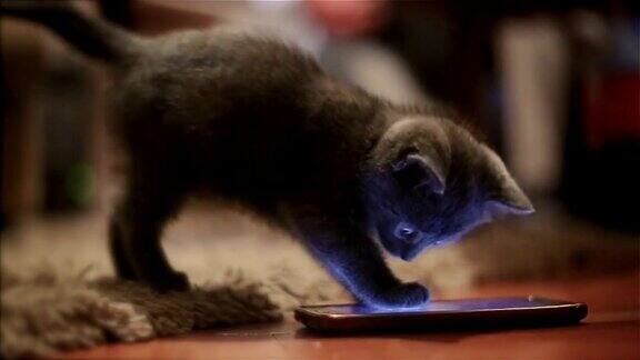 太可爱的小猫玩手机