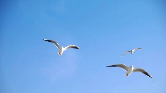 鸟类动物海鸥飞行