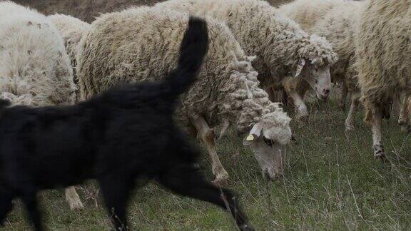 绵羊在牧场上吃草的视频
