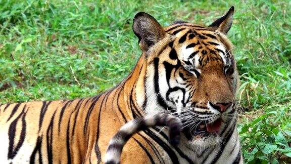 一只老虎坐在草地上