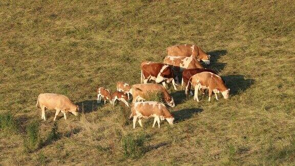 一群带着小牛的母牛在草地上吃草