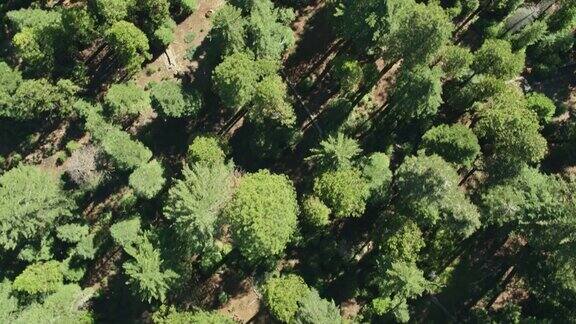 无人机拍摄的加州拉森山附近的森林