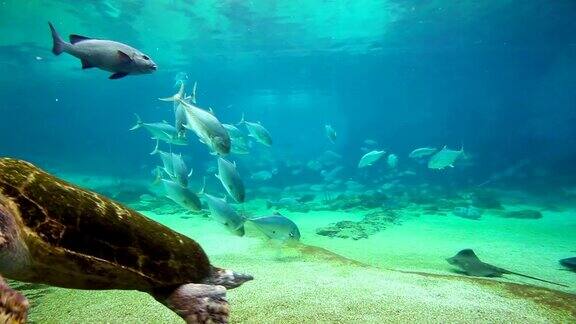 海洋馆里探出镜头的海龟