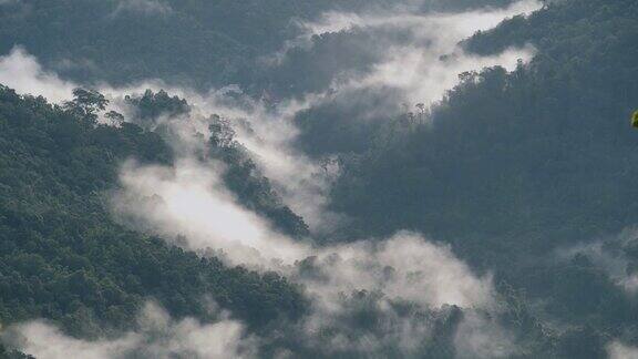 树在雾和云