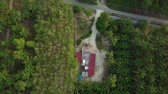 油棕榈种植园和村庄房屋的顶部鸟瞰图
