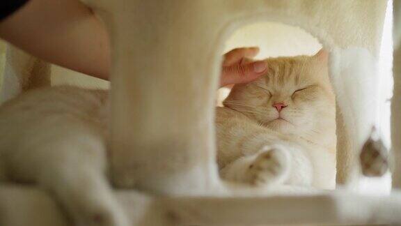 可爱的英国短毛猫在毛茸茸的猫屋里休息被主人的手抚摸着