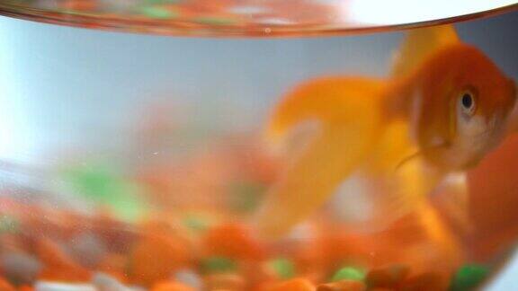 金鱼在鱼缸里游泳选择性聚焦