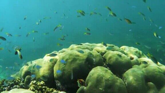 珊瑚花园水下景观海绵和热带鱼在克里岛拉贾安帕印度尼西亚巴布亚岛的海底珊瑚礁野生动物