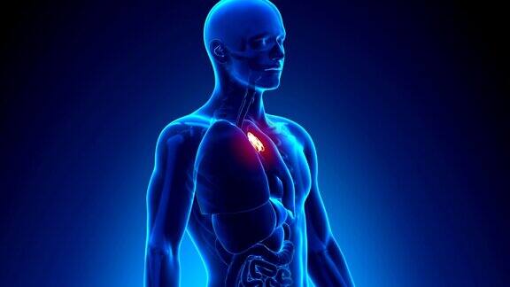 男性解剖学-人类胸腺扫描