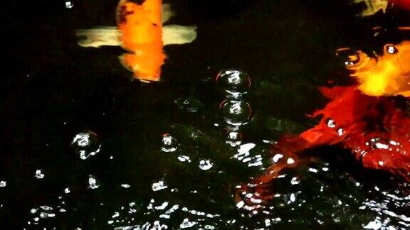 美丽多彩的日本锦鲤在清澈的水里慢慢地游动