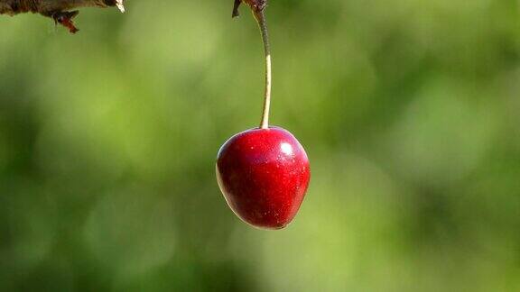 天然樱桃水果食品挂在树枝上
