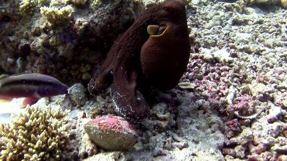 章鱼在马尔代夫的海底掩面
