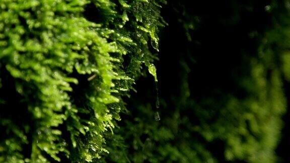 特写:水滴从湿苔藓上滴下来