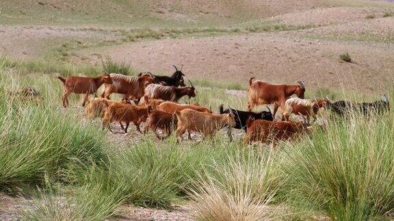在蒙古西南部的戈维-阿勒泰省的山地草原牧场上的一群山羊