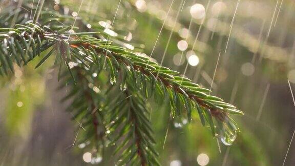 晴天下雨以常绿云杉树枝为背景的雨特写